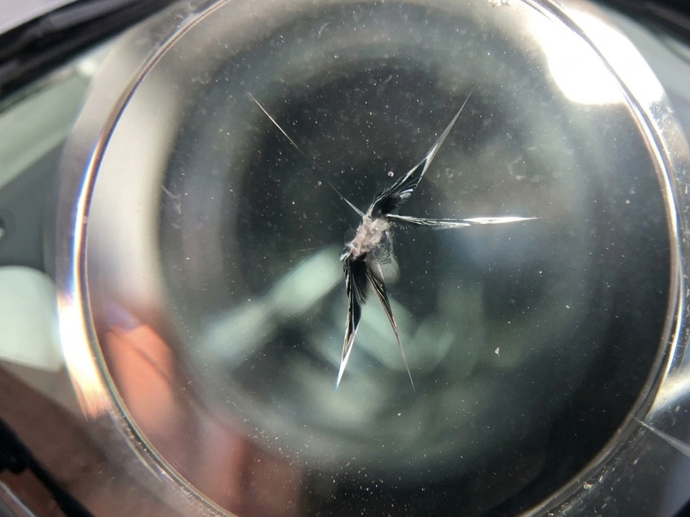 飛び石のヒビを放置する危険性と進行